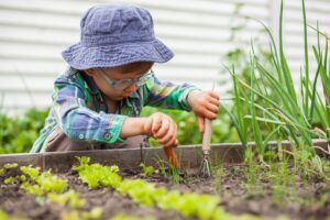 Child gardening in vegetable garden in the backyard