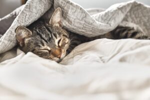 Cute tabby cat sleeping on white blanket on the bed.