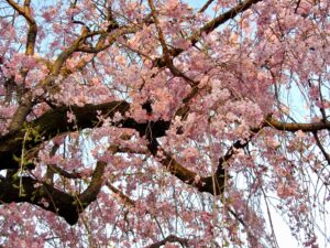 Sakura cherry blossom tree